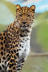 wild life and selective focus photography of adult cheetah thumbnail