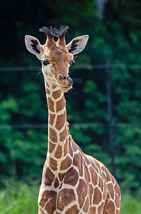 photo of giraffe thumbnail