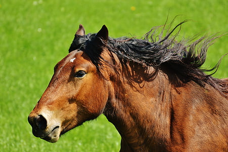 photo of brown and black horse thumbnail
