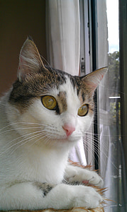 white and brown tabby cat thumbnail
