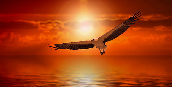 white bird flying during sunset thumbnail