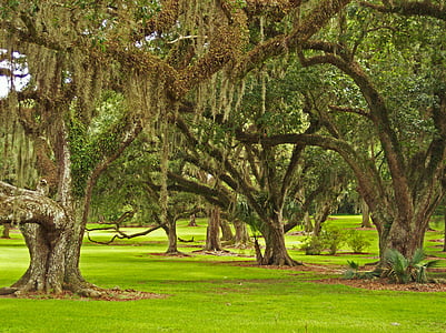 green trees during daytime thumbnail