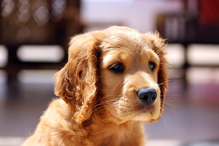 golden retriever puppy selective focus photography thumbnail