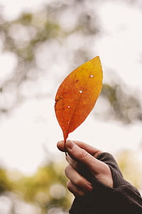 person holding orange ovate leaf during daytime thumbnail