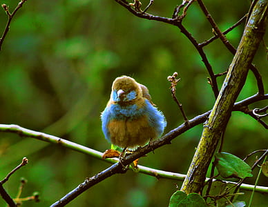 blue and brown bird perching on brown and green branch thumbnail