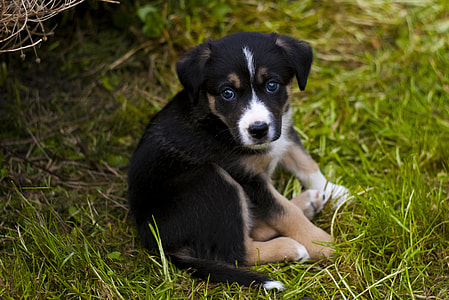 short-coated black and white puppy thumbnail