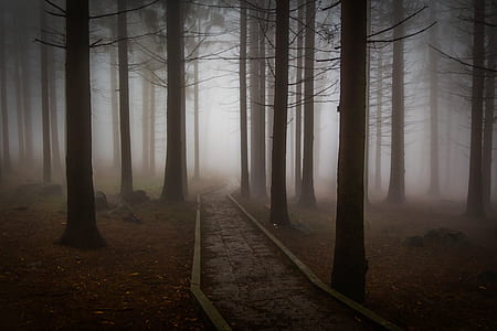 pathway between trees with fogs thumbnail