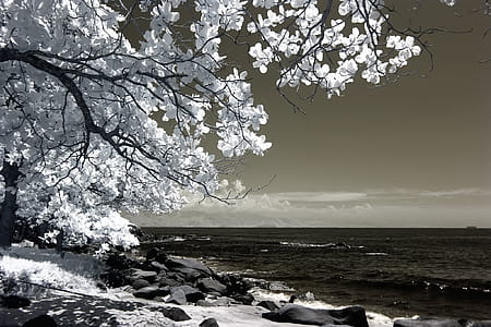 White Tree Beside Seashore Photo thumbnail