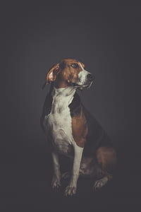 medium short-coated tricolor dog on focus photo thumbnail