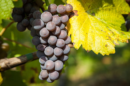 cluster of red grapes thumbnail