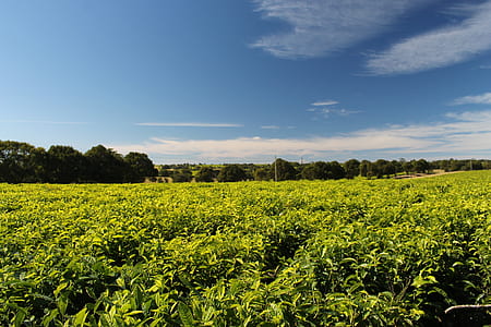 green leafed plant field wallpaper thumbnail