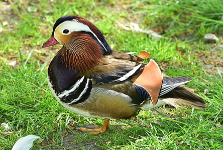 brown, black, and beige feathered duck thumbnail