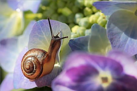 brown snail on purple-and-yellow flowers thumbnail