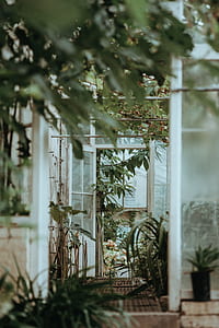 green leafed plant thumbnail