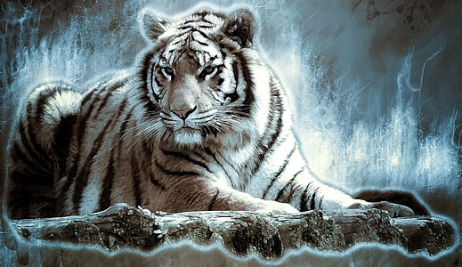 albino tiger wallpaper thumbnail