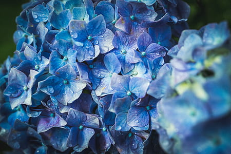 blue petaled flower plant with water dew thumbnail