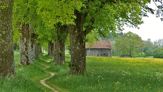 zigzag way in middle of planted trees thumbnail