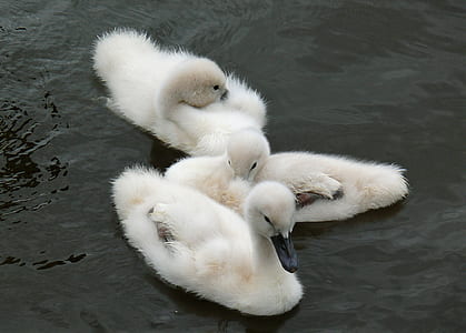 white white ducklings on calm body of water thumbnail