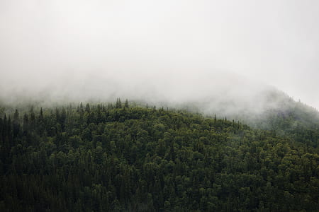 green trees surrounded by fog thumbnail