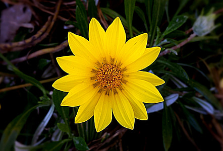 yellow flower thumbnail