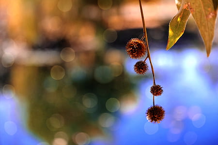 Red Flower Tilt Shift Photography thumbnail