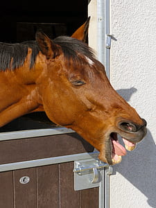 brown horse face near white wall thumbnail