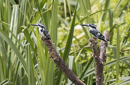Two Black-and-white Bird thumbnail