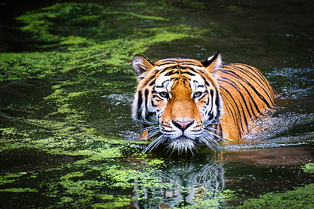 Bengal tiger swimming across water with algae thumbnail