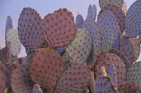 green and pink cactuses thumbnail