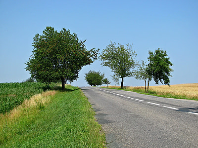 trees and road thumbnail