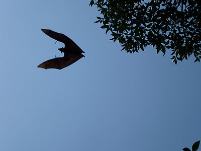 brown bat flying in midair thumbnail