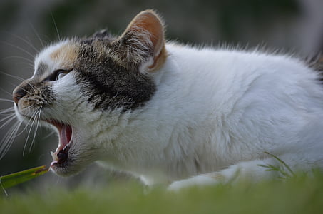shallow focus photography of cat thumbnail