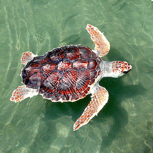 red and black sea turtle thumbnail