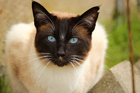 siamese cat in shallow focus photography thumbnail