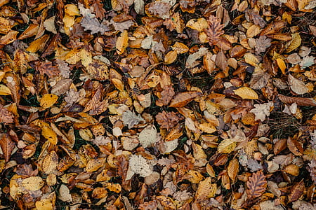 Autumn walk to the forest in foggy weather thumbnail
