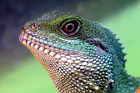 closeup photo iguana thumbnail
