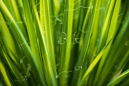 green leaf plant with smoke thumbnail