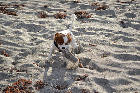 King Charles, Cavalier thumbnail