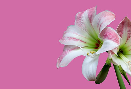 pink and white flowers thumbnail