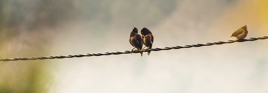 Several Birds Perching on Cable thumbnail