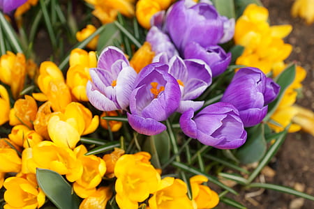 purple and yellow petaled flowers at daytime thumbnail