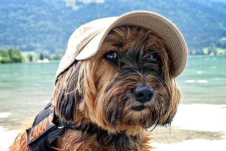 brown Scottish Terrier wearing white cap near body of water thumbnail