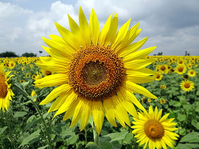sunflower field under white clouds at daytime thumbnail
