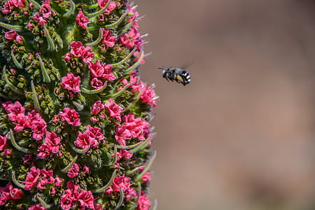 black and yellow bee perching on pink flowers thumbnail