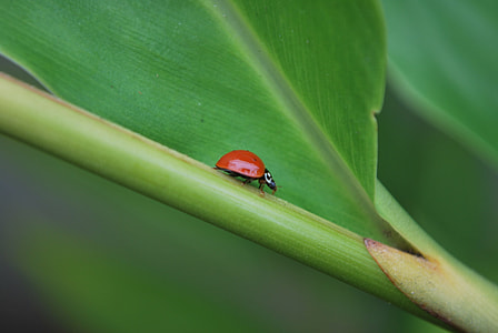 red and black ladybug on green leaf thumbnail