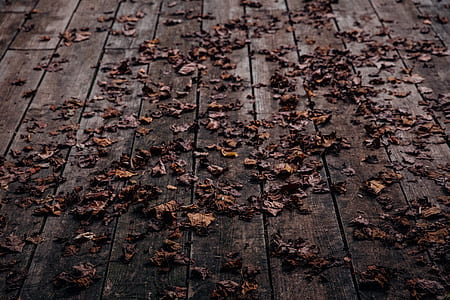 brown dry leaf on brown wooden board thumbnail