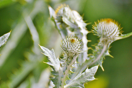 Thistle, Silver Thistle thumbnail
