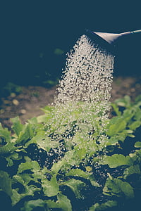 water pouring out of watering can above plants in selective focus photography thumbnail