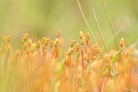 close-up photo beige plants thumbnail