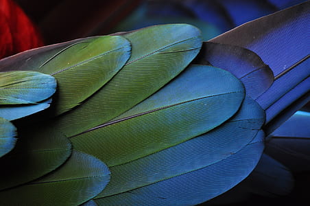 photo of gray and green feathers thumbnail
